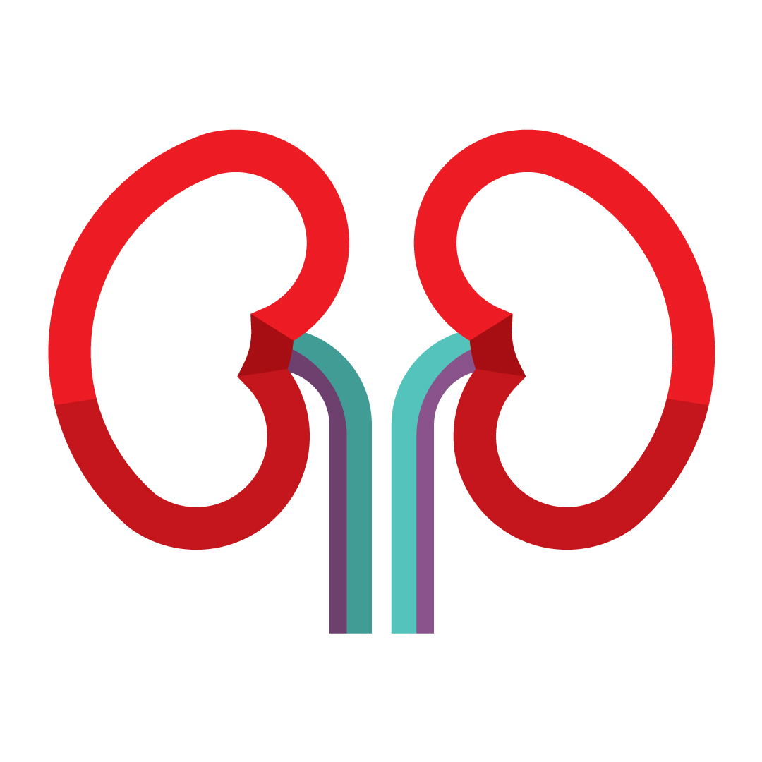 Kidneys icons